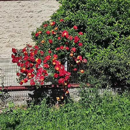 Nagia's Summer بوليخرونو